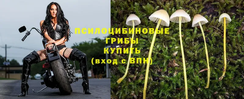 мега рабочий сайт  Исилькуль  Псилоцибиновые грибы Cubensis  где купить наркоту 